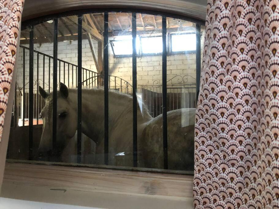 Logement Insolite Au Coeur D'Une Ecurie Arles Eksteriør bilde